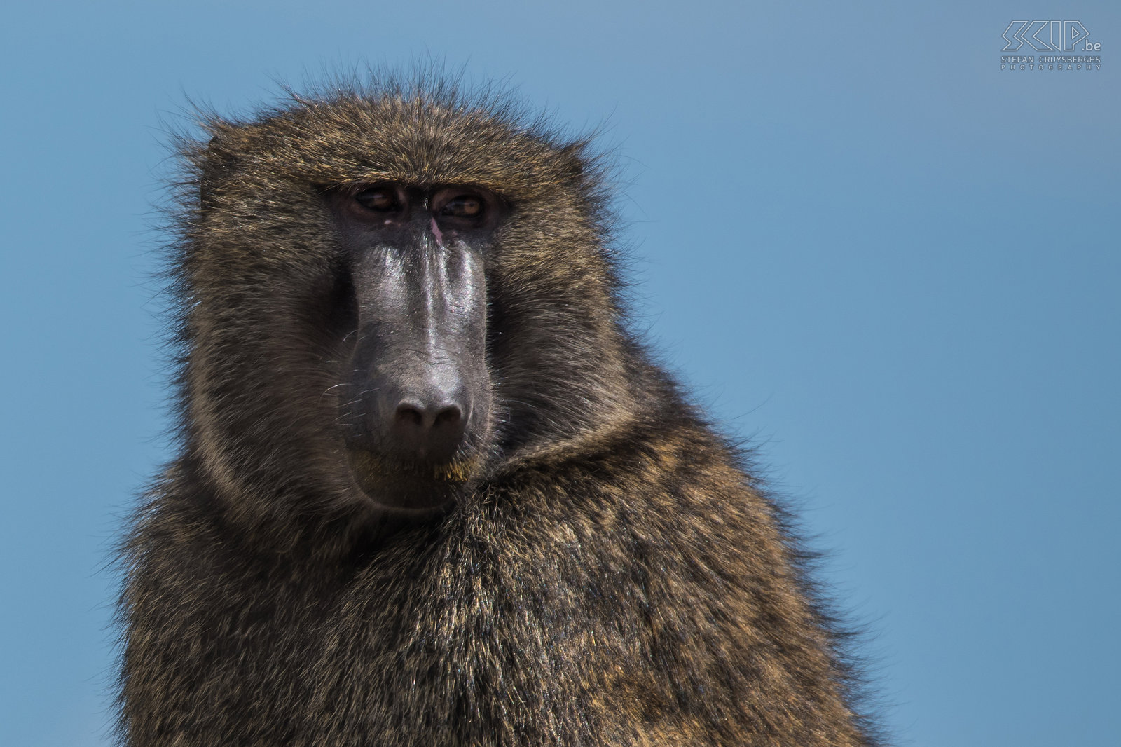 Bulbula Cliffs - Anubisbaviaan De groene baviaan (Papio anubis) is een grote sterke apensoort en een omnivore opportunist. Hij eet vooral gras, wortels, bladeren en fruit, maar ook insecten en kleine gewervelde dieren. Stefan Cruysberghs